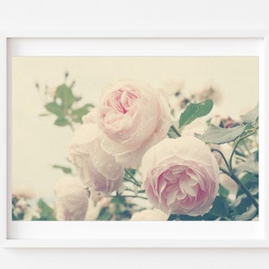 English Roses Print - Pink Roses Photo, Botanical Print, Pastel Nursery, Garden Art, Romantic Pink, Nature Photography, Vintage Inspired