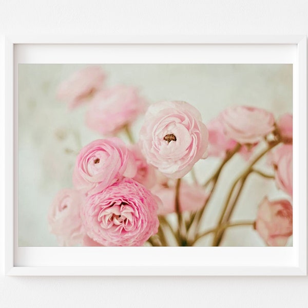 Pink Ranunculus - Etsy