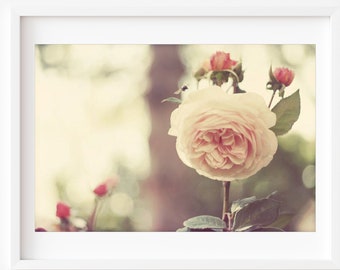 Flower Photography, English Roses Print, Peach Pink Wall Art, Floral Home Decor, Botanical Garden Print, Roses Photo, Roses Print,