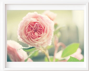 Nature Photography, Pink English Rose Photo, Romantic Home Decor, Dreamy Flower Print, Rose Photo, Rose Wall Art, Rose Print, Botanical