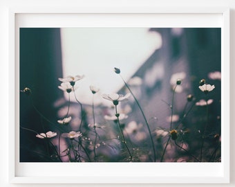 Wildflower Photography, Cosmos Photo, Blue White Wall Art, Moody Botanical Print, Film Photography, Flowers Print, Country Home Decor