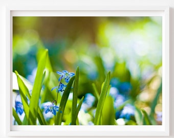 Colorful Floral Photography, Flower Photography, Spring Photo, Blue Green Wall Art, Nature Photography, Colorful Flowers Photo