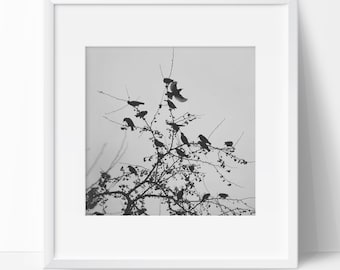 Bird Photography, Black and White Photography, Nature Photography,  Minimalism, Bird Photo, Birds Tree Photo, Goth, Fine Art Photograph