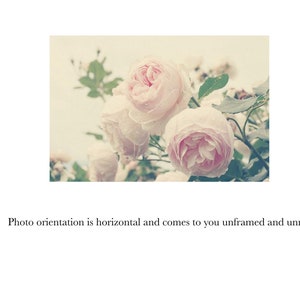 English Roses Print Pink Roses Photo, Botanical Print, Pastel Nursery, Garden Art, Romantic Pink, Nature Photography, Vintage Inspired image 3