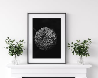 Black and White Flower Photography, Zinnia Flower Photo, Still Life Print, Black and White Wall Art, Botanical Print, Gray Black Home Decor