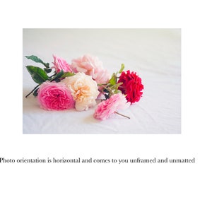 Roses Photography, English Rose Photo, Still Life Photo, Roses Print, Roses Photo, Girls Room Wall Art, Botanical Print, Feminine Wall Decor image 5