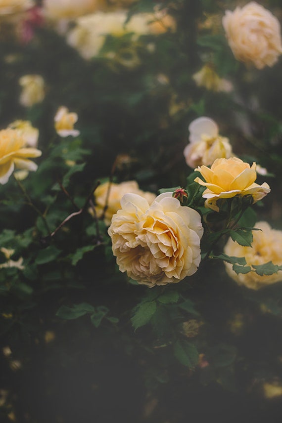 dreamy dolls life etsy