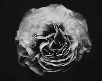 Black and White Flower Photography, Ranunculus Flower Photo, Still Life Print, Black and White Wall Art, Botanical Print, Gray Black Decor