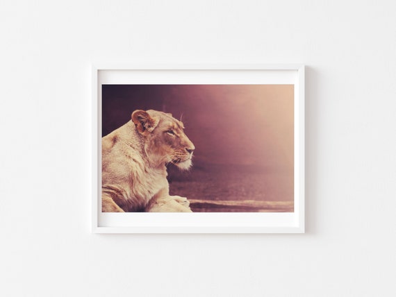 Wildlife Photography, Nature Wall Art, Lion Photo, Jungle Theme Room, Wild Animal Print, Safari African Lion, Brown Home Art Decor, Kids
