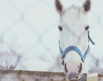Horse Photography, Nature Photography, White Horse Photo, Western Decor, Horse In Snow Print, Horse Print, Cowboy Art, White, Winter Photo