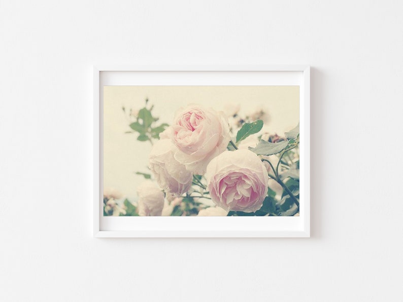 English Roses Print Pink Roses Photo, Botanical Print, Pastel Nursery, Garden Art, Romantic Pink, Nature Photography, Vintage Inspired image 1