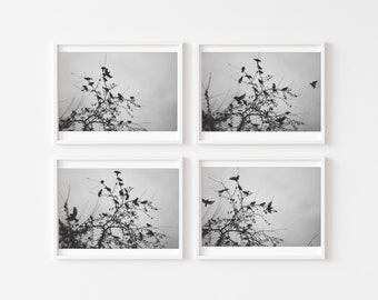 Ethereal Birds Photo, Fine Art Photography Set, Black and White Nature Photography, B&W Photo Set, Nature Wall Art, Set of Four Prints