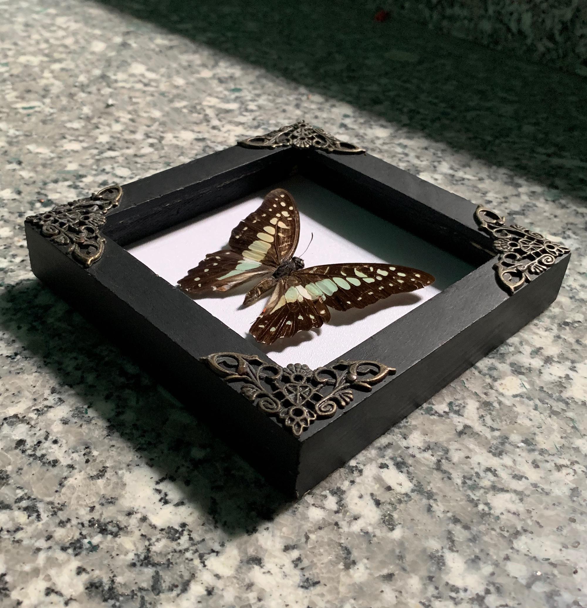 Butterfly Taxidermy Butterfly In Frame Taxidermy Project And Insect Collection Real Butterfly