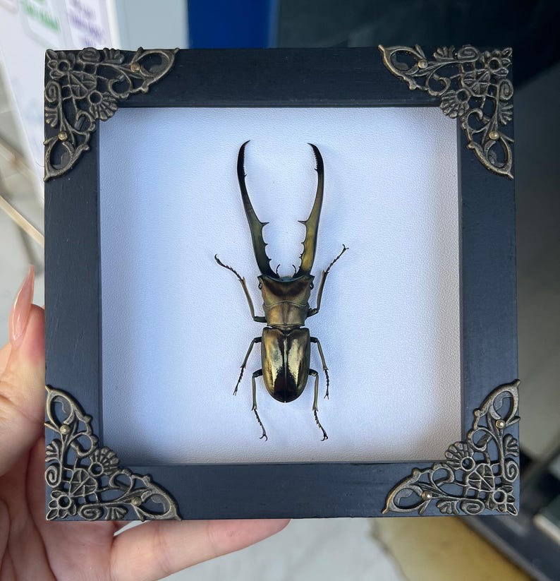 Real Framed Metallic Stag Beetle Black Insect Shadow Box Taxidermy Preserved Bug Dead Oddity Curiosities Art Gothic Shelf Tabletop Decor