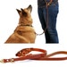 see more listings in the Multi functional leashes section