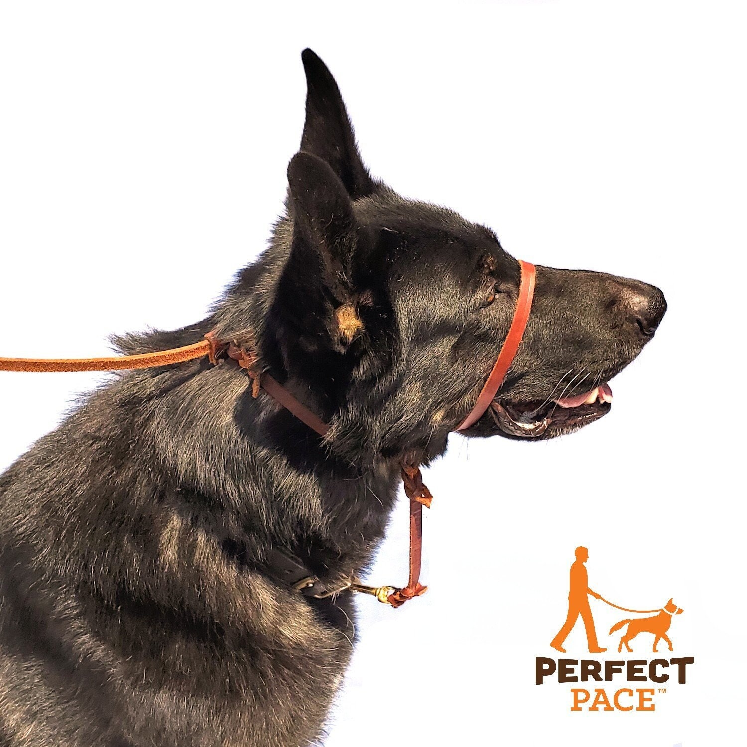 Connected Control™ Harness: no-pull dog walking harness (2-point,  front-clip in Leather or Brahma)
