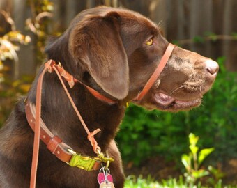 dog face harness