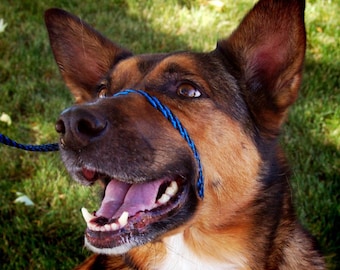 The Perfect Pace No pull Dog Halter Leash Etsy