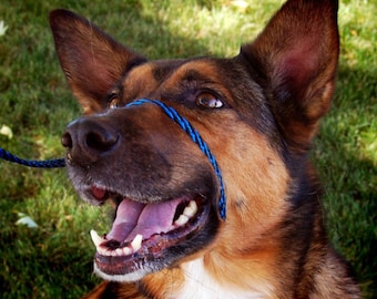 The Perfect Pace™ No-Pull Dog Halter Leash