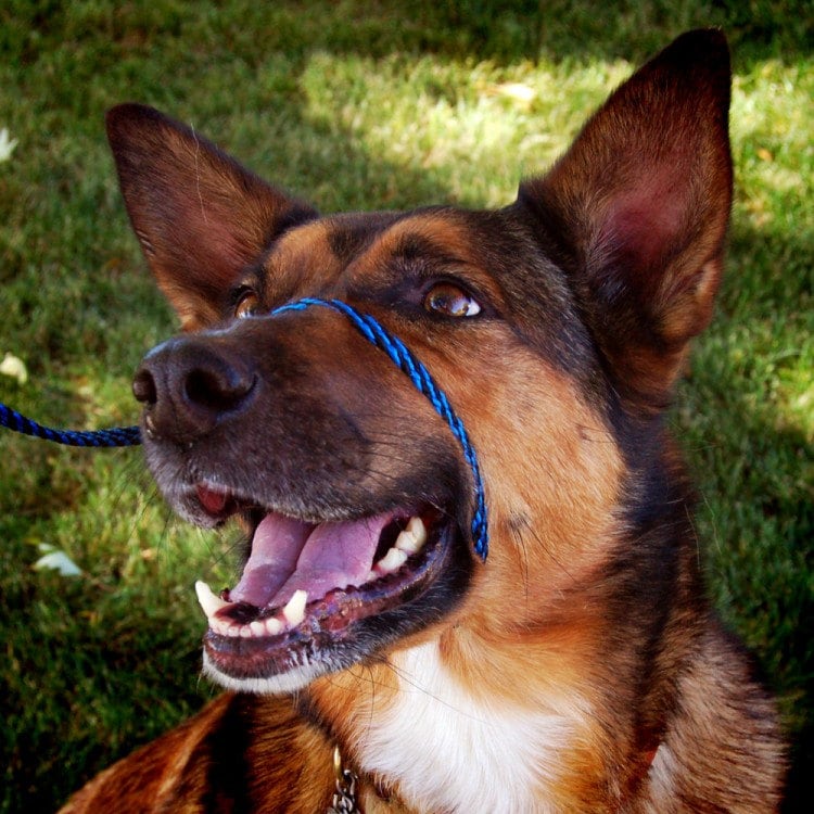 perfect pace head halter