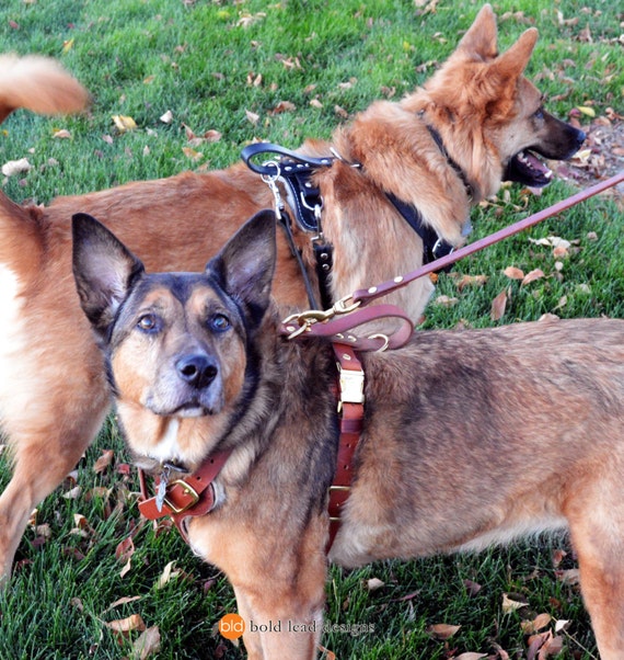 Connected Control™ Harness: no-pull dog walking harness (2-point,  front-clip in Leather or Brahma) - Bold Lead Designs