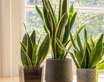 Sansevieria Trifasciata: The Resilient Snake Plant