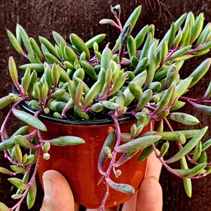 Ruby Necklace Succulent: Trailing Othonna Capensis Live Plant