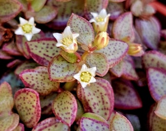 Crassula Volkensii: suculenta rastrera poco común, planta de colección de fácil cuidado