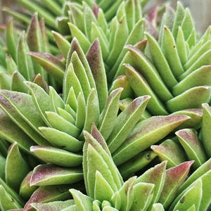 Crassula Pagoda, Easy to care, low maintenance, potted plant.
