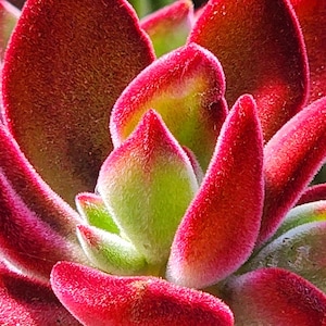 Echeveria Pulvinata &#39;Ruby&#39;: The Velvet Rose, rare succulents, potted plants