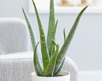 Aloe Vera, low maintenance plant, house plant, potted plants.