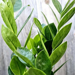ZZ Plant: Easy Care Live Houseplant - Zamioculcas Zamiifolia