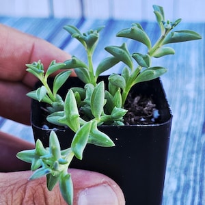 May include: A small, green succulent plant with unique, star-shaped leaves, potted in a black square container. The plant is held in a hand, showcasing its vibrant color and texture. The background is a blue and white wooden surface.