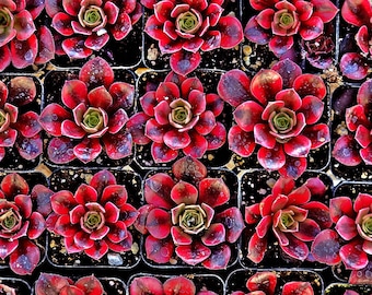 2" Aeonium Medusa – Rare Colorful Succulent Rosette