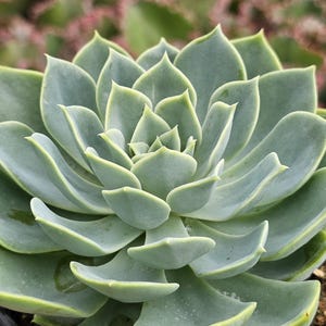 Echeveria Blue Atoll, blue echeveria, potted plant, low maintenane, easy to care.