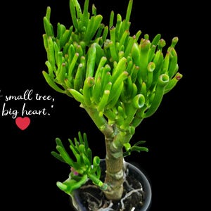 Crassula Ovata Gollum: Rare &#39;Shrek Ears&#39; Succulent Bonsai
