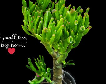Gollum Jade Crassula Ovata 'ET Fingers' Rare Succulent - Etsy