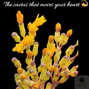 May include: A close-up of a yellow cactus with orange tips and yellow flowers against a black background. The text "The cactus that moves your heart" is at the top of the image.