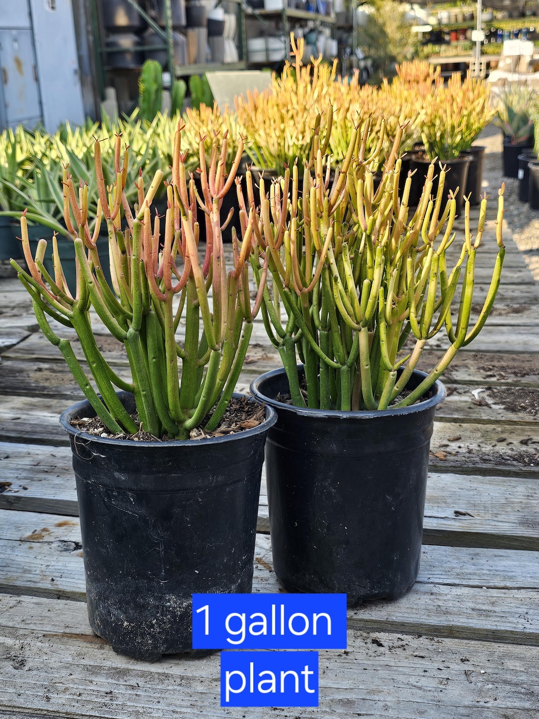 Firestick Plant, Pencil Cactus, Fresh Succulent Cuttings. - Etsy