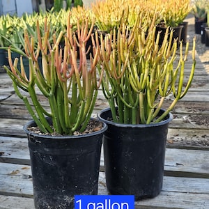 live plant, Firestick plant, Pencil Cactus, fresh succulent cuttings.