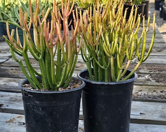 Firestick plant, Pencil Cactus, fresh succulent cuttings.