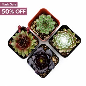 May include: Four square pots containing various succulents, including a green one, a reddish-green one, a dark purple one, and a green one with white webbing. Text in the top left corner reads Flash Sale 50% OFF.