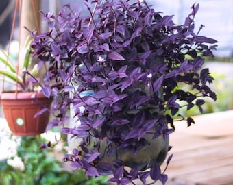 Purple Wandering Jew (Tradescantia zebrina) – Live Plant