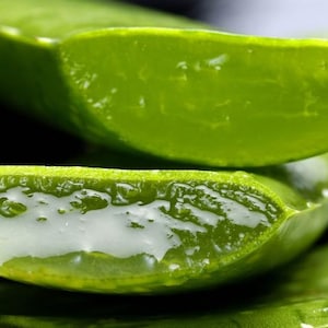 Puede incluir: Primer plano de hojas de aloe vera cortadas, mostrando el exterior verde vibrante y el interior transl&uacute;cido y gelatinoso. La imagen destaca la textura natural y la humedad de la planta, resaltando su aspecto fresco y saludable.