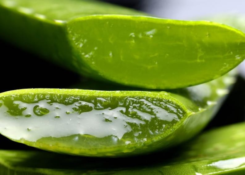 Puede incluir: Primer plano de hojas de aloe vera cortadas, mostrando el exterior verde vibrante y el interior transl&uacute;cido y gelatinoso. La imagen destaca la textura natural y la humedad de la planta, resaltando su aspecto fresco y saludable.