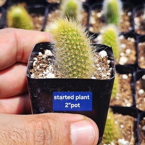 May include: A small, green cactus with yellow tips in a black 2-inch pot. The pot has a blue label that reads "started plant". The cactus is held in a person's hand, with other cacti in the background.