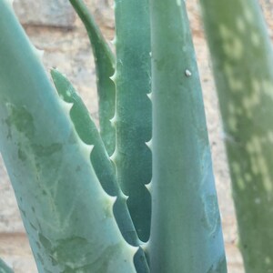 Puede incluir: Primer plano de hojas de planta de aloe vera. Las hojas son de color verde apagado con bordes blancos y puntiagudos. El fondo es una superficie texturizada de color marr&oacute;n claro. La imagen resalta la textura y la forma de la planta.