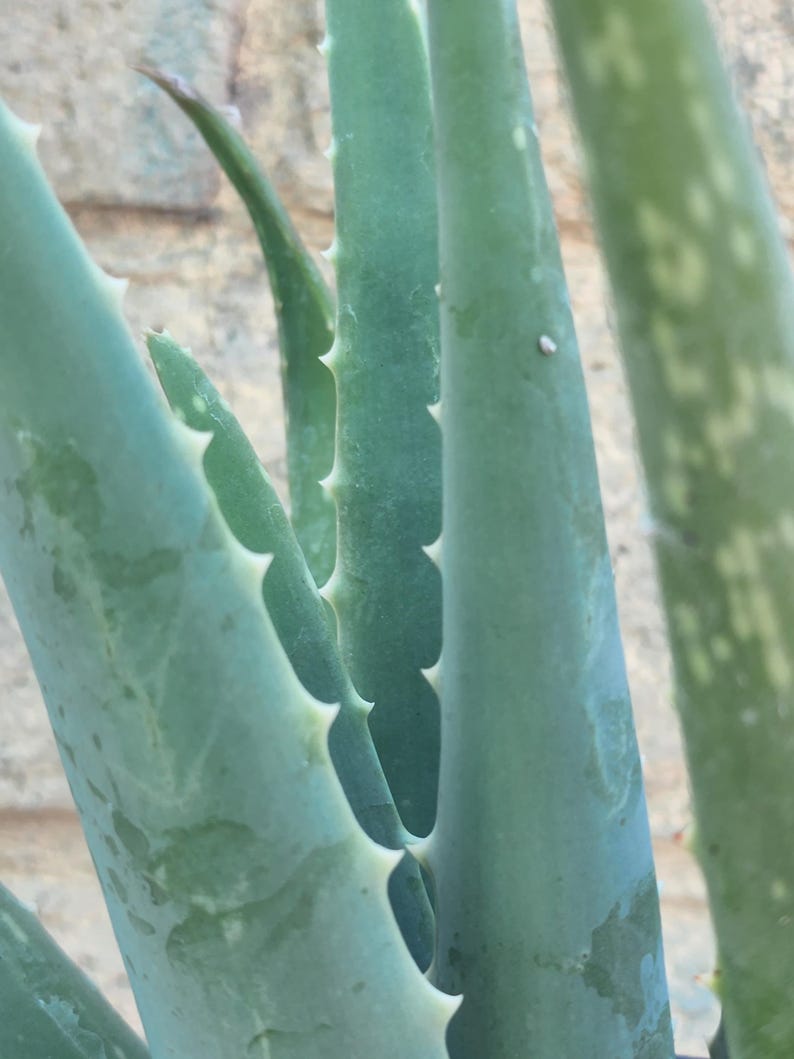 Puede incluir: Primer plano de hojas de planta de aloe vera. Las hojas son de color verde apagado con bordes blancos y puntiagudos. El fondo es una superficie texturizada de color marr&oacute;n claro. La imagen resalta la textura y la forma de la planta.