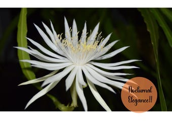 White Queen of the Night cactus, Blooming White Epiphyllum Hookeri &quot;. Fresh Cuttings