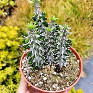 False Ocotillo Plant, Low Maintenance Plant, drought tolerant plants, succulents, exotic plant.